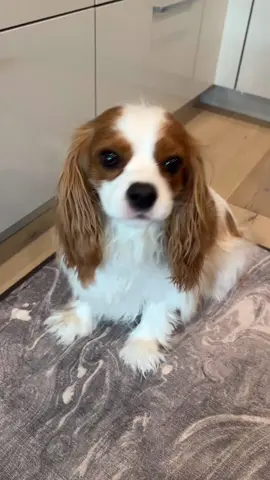 Who else yawns like baby bro when they’re whining? @tantissimo.the.cavie  Follow us for more! #cavalierpuppy #cavaliercommunity #cavlife #cavaliersofinstagram #cavalier #cavalierkingcharlesspaniel #cavaliersoftiktok🐾 #cavaliers #ckcs