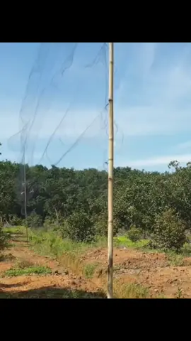 lưới chim tàng hình mắt 8p #luoibaychim #cugay 