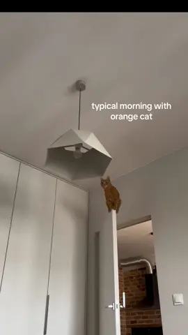 typical morning with Pixel 🐈#gingercat #orangecat #cat 