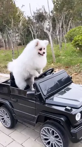 The end 😂😂 #dogsoftiktok #funnydog #funnyvideos #funnyhai19 #fyp #foryou 