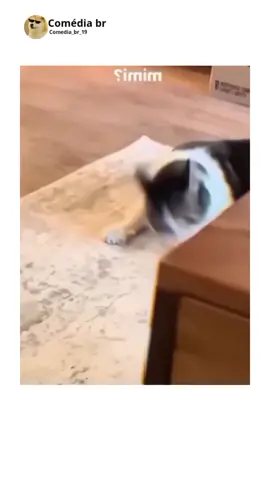 Funny Cats Behavior 🤣 #funnycats#catsoftiktok#cats#funnyanimals#funny#funnyvideos#foryou#fyp