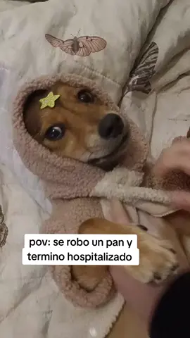 Don Chester se cree celiaco como la madre 😂😂 #dog #perros #humor #fyp #paratiiiiiiiiiiiiiiiiiiiiiiiiiiiiiii #perrostiktokers 