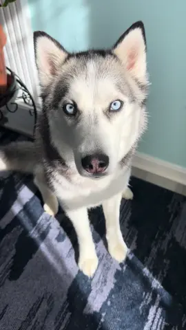 Here is some monday motivation from Pluto sanu baba pants!  #husky #huskylife #huskysoftiktok #huskylovers #dogs #dogsofttiktok #dogtok #dogsvideo #cutedog #cutedogsoftiktok #dogvideos #fypage #foryoupagе #dogs #dogtalk #dogmom #doggietiktok #doggielove #doggies #doggie #dogloversoftiktok #dogloverforever #doglovers #mondaymotivation #mondays #mondaymood #PetsOfTikTok 