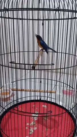 Penghuni baru #burungmasteran #tledekangunung #kicaumaniaindonesia #fyppppppppppppppppppppppp #tledekanmaniaindonesia #foryou #sorotan #fyp #fyptiktok #fypdongggggggg 