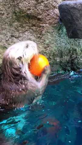 Clam dunk!  Rescued sea otters Juno and Sushi play basketball to stay in shape and have fun. Ottermatic all-stars!  #animals #basketball #dunk #otter 