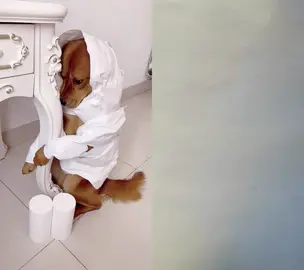 #dogs #pets #cute #fypシ゚viral #dogsoftiktok #tiktok 