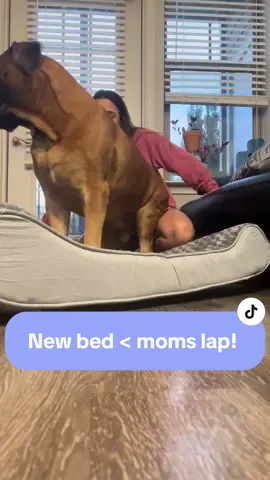 Cuddle time with mom just got temperpedic! @FurhavenPetProducts #fyp #foryoupage #doggo #doglove #boerboel #boerboelsoftiktok #mastiff #mastiffsoftiktok #dog #dogs #dogsoftiktok #cuddle #pet #pets #bonding #furhavenpetproducts #zoomie #zoomies #products #producttesting 