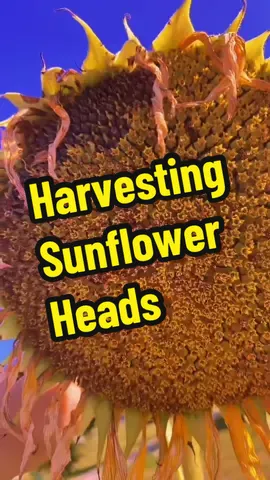 Harvesting sunflower heads #sunflowers #garden #gardening 