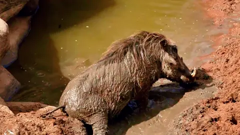 Warthog and the secret date. #wildanimals #animals #foryou 