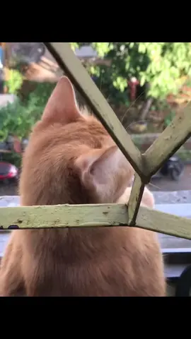 ini mentahan nya yaa isi kata