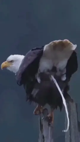 Iced coffee anyone? 😂 . . . #coffee #coffeeaddict #coffeetiktok #eagle #poop 