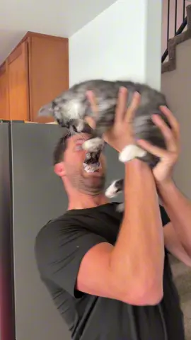 What playing with Theodora is like.  #kittens #kungfu #kittenkungfufighting  ⚠️ Disclaimer ⚠️  I was the only one harmed in the making of this film