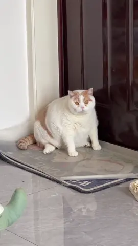 Baby, you really need to lose weight #CatsOfTikTok #cat #cats #PetsOfTikTok #pet #pets #catlover 
