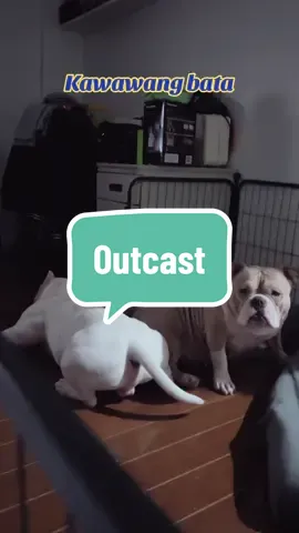 Bonita being left out. So sad. #AmericanBullies #dogsoftiktok #fyp #dogplay #outcast @Neil Bryant 