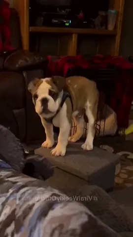 Funny and cute dogs compilation  #funnydog #funnypet #cutedog #dogoftiktok #doglover #dog 