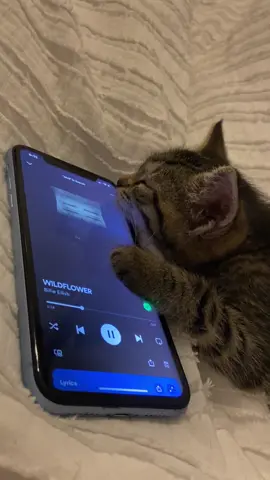 Rory’s playlist pt. 2 @BILLIE EILISH #billieeilish #wildflower #catsoftiktok