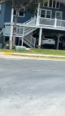 Nothing like a little wildlife at the beach. Foxy the local OIB fox #oib #familyvaca #beachfox #localwildlife 