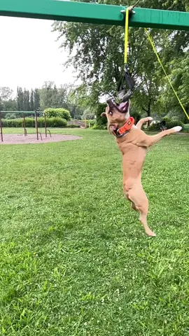 🛩️🛩️#amstaff #staff #ast #dogsoftiktok #workingdog #training #fit 