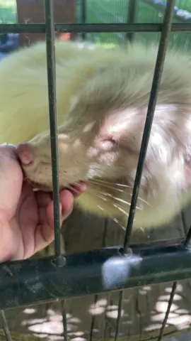 Sweet Luna Morning Greeting! Luna is a former pet who now lives at Foxes Journey Sanctuary. her enclosure is required by the DNR and the USDA. The foxes also have a large yard to play! Link in bio for more info. #fox #foxlaughing #foxes #redfox 