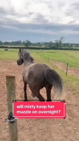 Misty is free? Close enough welcome back eren 🐦 #equestrian #horsetok #equine #horsegirl #equestrianvibes #horsesoftiktok #equestrianlife #horsesoftiktok #equestrianlife #horseriding #horsetiktok #fyp