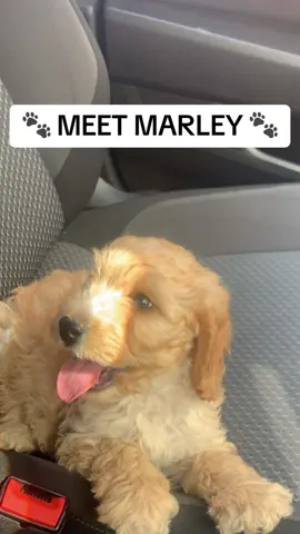The lovely Stacey has gave us permission to show her crotlieve pup, Marley🐶 Marley is now 3 years old and you can see him grow in the pictures💙 @Stacey Mccorry                             #cockapoo #dogjourney #foreverhome #newry #newdog #puppylove