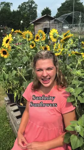 Sunfinity sunflowers can produce hundreds of blooms a season! 🌻 #sunflower #sunflowers #plants #garden #gardening #flowers #flower 