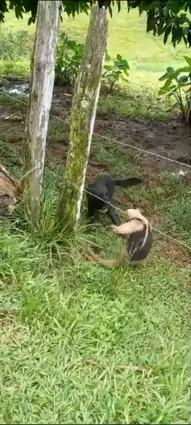 Oso hormiguero🐜  P.D. Ningún animal salió herido, los perros fueron amarrados hasta que el oso se fue. Los osos hormigueros son animales que andan solos, sus costumbres son casi siempre nocturnas y tienen muy buen olfato. A pesar de que son pacíficos e inofensivos, sus enormes garras de aproximadamente 10 cm de largo, le permiten pelear contra animales como el jaguar y el puma.#panama🇵🇦 #cuteva #campo #cocle #finca #osohormiguero #perros #firulais 