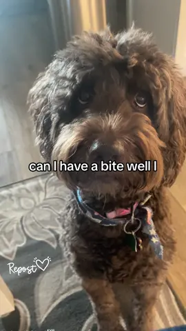 Always begging for moms food #FYP #dogsoftiktok #dogmom #doglovers #dogs #goldendoodle #funnydog #doodlesoftiktok #VoiceEffects 
