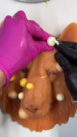 The bear got too much honey   Satisfyilng?????#asmrsounds #asmr #viral #fypシ #relax #skincare #mouthsounds #satisfying #tingles #asmrtriggers #mochipimplepopping #pimplepoppin #acnetreatment #asmrtiktoks #asmr_tingles #bear #bearhead #angrybear 