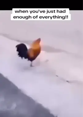 #kfc #chicken #humour #fyp #thehopperclan #funny #lol #omg #meme #memes #haha #goviral #foryou #viral #OhNo #thehopperclan #comedy 