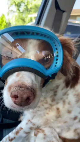 Car rides are no joke 😂🚙 #dogsoftiktok #dog #pet #carrides #windowsdown #goggles #car #inthecar #Summer 