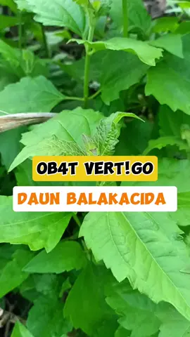 verti9o  #herbal #nature #education #fypシ゚viral 