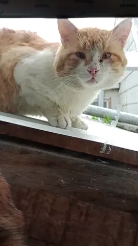 Ayudando a un gatito viejito de la calle❣️... siempre mira por la venta...🥺 Si pudiera lo adoptaría 🥺 #paratiiiiiiiiiiiiiiiiiiiiiiiiiiiiiii #gatitos #ayudando #gatitocallejero #gatos #catsoftiktok #catlover 