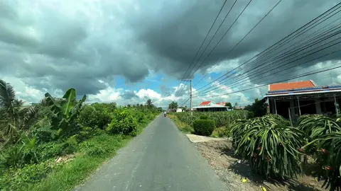 Về chợ gạo ko thấy gạo chỉ thấy thanh long🤭🤭#xuhuongtiktok #chill #fyp #chillmientay #chợgạo #miềntây #63tiengiang 📸🌄