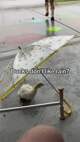 Replying to @Sarah poor Ducky #alixandstephen #duck