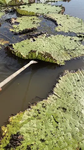 Já tinham ouvido falar do uso da vitória-régia na culinária? Ao osbervar que os peixes comem vitória-régia, a @dulce_jardimvitoriaregia resolveu testar o uso da planta na gastronomia já que, como ela foi cozinheira da marinha brasileira e tinha um vasto conhecimento, ela sabia que, geralmente, um alimento que é consumido por 3 espécies diferentes, é seguro para o consumo humano. Assim, mesmo sem apoio algum, ela começou os testes e logo sua descoberta se tornou um empreendimento de sucesso!  Hoje em dia, a casa da dona Dulce é um ponto turístico no Canal do Jari! Para quem tiver a oportunidade, vale muito a pena conhecer 💚