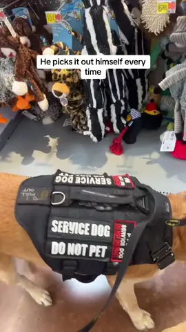 So when we take trips to Walmart, Duke gets to pick out a toy. He walks around all the sides of the dog toys before making his decision and then he carries it all throughout the store until we get to the register and then he carries it out himself and all the way inside the house, he never lets go. 😂  he’s not spoiled or nothing. I love having him at my side and dunno what I’d do without him.  - - - #servicedog #doggos #batman #duke #walmart #dogtoysfordays  #spoiled #furbaby #mansbestfriend