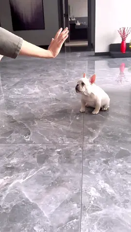When she was just three months old, all the skills were revealed~ Aite was a person who was more obedient than her#frenchbulldog #frenchie #cutepetdebutplant #dogsoftiktok #foryou #foryoupage #xh