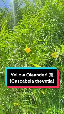 Be still! Its yellow oleander! #oleander #flowers #plants #tree #treetok #PlantTok #nature #educational #LearnOnTikTok #lucasthelorax #environment #Outdoors #fyp #viral #trending #foryou 