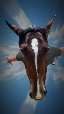 shhhhhhhh just take a little nappy nappy #horses #horsesoftiktok #fourthofjuly #4thofjuly 