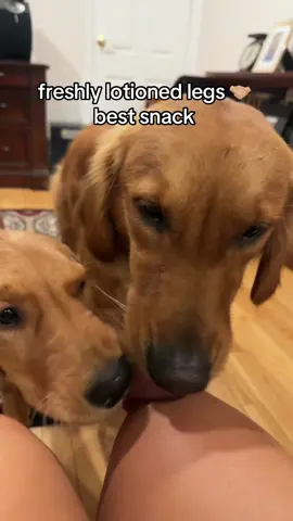 idk what it is about it but anytime i put lotion on they immediately lick my legs 🫠 #lotion #dogsoftiktok #goldenretriever #fyp #foryou #foryoupage #puppiesoftiktok 