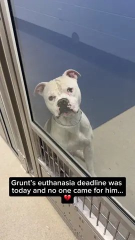 🚨🚨PAST- DEADLINE: HAIL MARY🚨🚨 This beautiful boy Grunt will die without a foster by 5AM💔 Grunt is running out of time at the shelter. He is on the euthanasia list due to being overstimulated in the shelter, but his true personality shines outside of it. A kind soul took him out for the day, and here's what they discovered: 