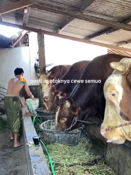 #peternaksapiindonesia #sapijumbo #fypシ゚viral #foryou 