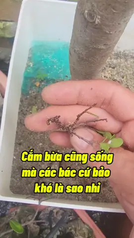 Cắm Cành Ra Rễ #kichre #camcanh #kichrare #damcanh #trongcay #caycanh #chamsoccaytrong #kythuatcaytrong #namxelan90 