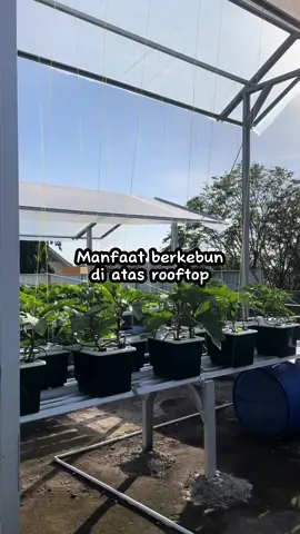 Semenjak punya kebun di atas rooftop aku jadi lebih hemat belanja kebutuhan dapur, selain itu bisa refreshing setiap hari juga karena liat tanaman hijau hijau bikin mata seger dan sejuk🤗 #rooftopgardening #berkebundirumahaja 