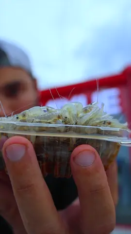 Trying Dancing Shrimps ยำกุ้งเต้น #fyp #thailand #asmr #firasmakk #dancingshrimps #streetfood #ยำกุ้งเต้น