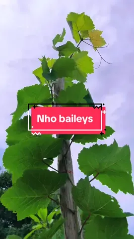 Cây nho Baileys mới trồng hơn 1 tháng mà cao cỡ này rồi 🥰 #hienonha #nhobailey 
