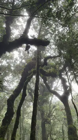 Nature🍃 #fypage #zyxcba #xybca #mountain #solotektok #bawakaraeng2830mdpl 