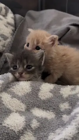 Cute little cat 🐈 😻 🐈‍⬛️ 😍 😸 