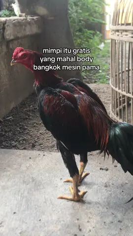 #bk #pama #mangon #pakoy 